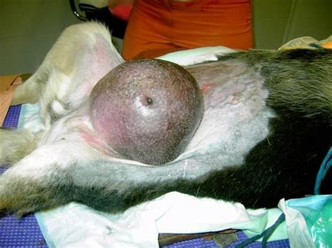 Nuevo estudio clínico para perros con tumores mamarios ...