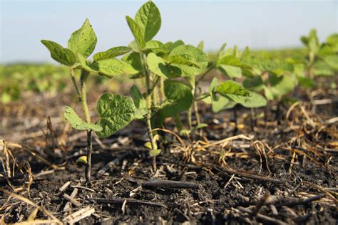 Nutrients vital when growing soybeans | The Western Producer