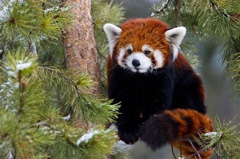 O panda vermelho da Ásia   topbiologia.com