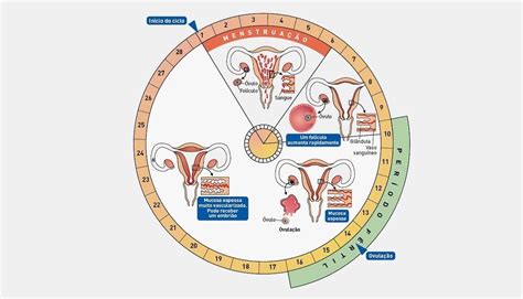 O Que é um Ciclo Menstrual Normal? 【ATUALIZADO】
