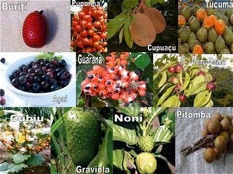 O valor nutritivo das frutas da Amazônia