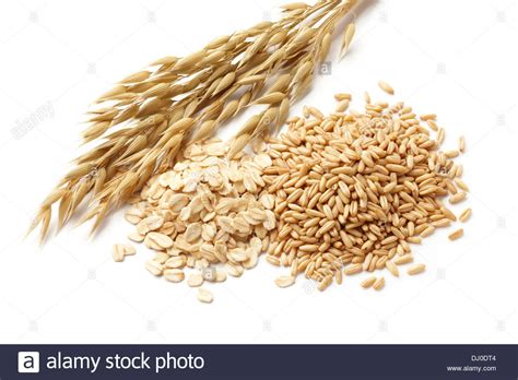 oats  avena  with its processed and unprocessed grains ...