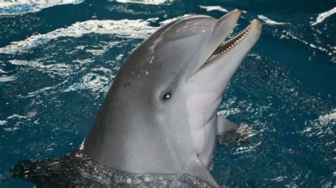 Observación de delfines | Zoo Barcelona