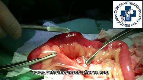 Obstrucción intestinal en un téckel. Cirugía Miraflores ...