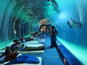 Oceanografic Valencia. Oceanografic Valencia dormir con ...