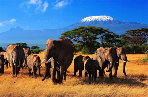Oferta Safari Africa [ desde 1540€ ] | FelicesVacaciones