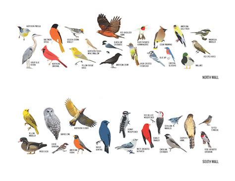 Ohio Bird Mural | Learn about the birds you can see in ...