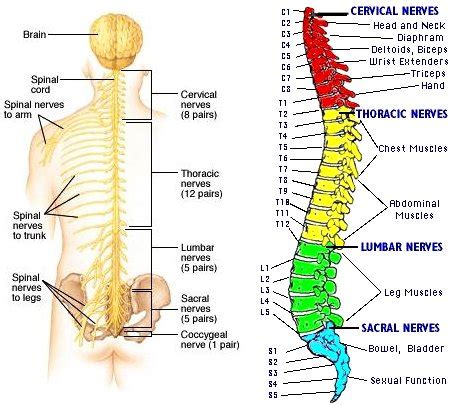 ohsu2015   8.24.11   peripheral nervous system