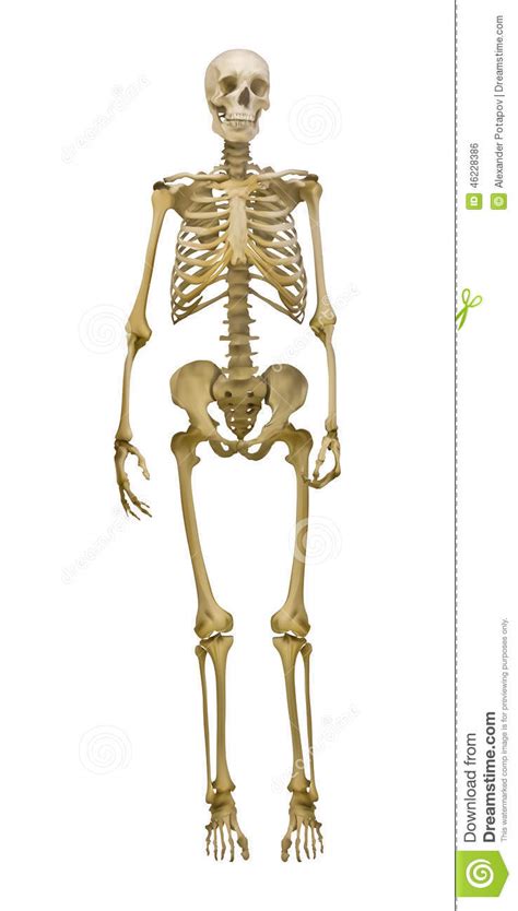 Old Human Skeleton Illustration On White Background Stock ...