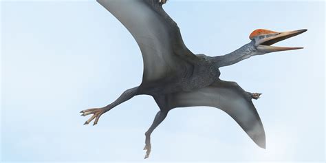 Oldest Pterodactyl Species, Kryptodrakon Progenitor ...
