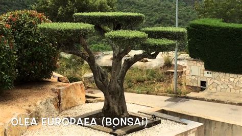 Olea europaea  Bonsai . Garden Center online Costa Brava ...