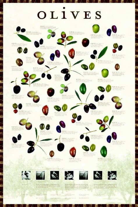 Olive Poster!  : All you need to know... #oliveinfo ...