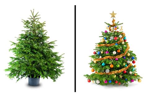 Olvídese del abeto: este es el árbol de Navidad que ...