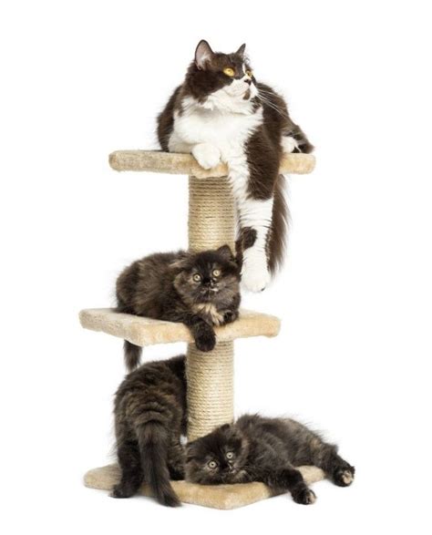Once torres para gatos que puedes hacer en casa ~ De todo ...