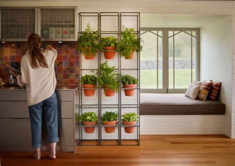 Onde colocar plantas dentro de casa