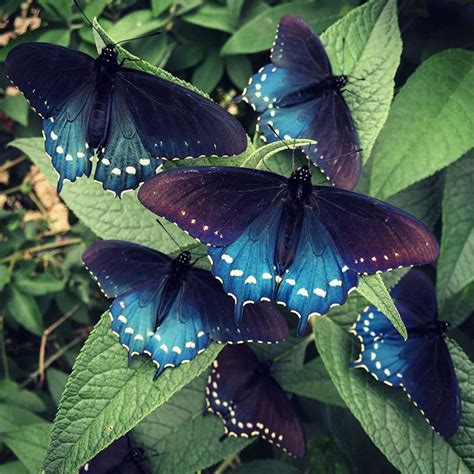 One Man Single Handedly Repopulates Rare Butterfly Species ...