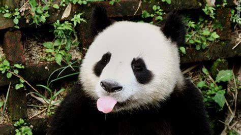 One Of The World s Oldest Pandas Dies In China at 34