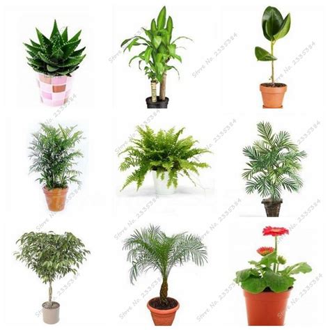 Online Get Cheap Small Indoor Plants  Aliexpress.com ...