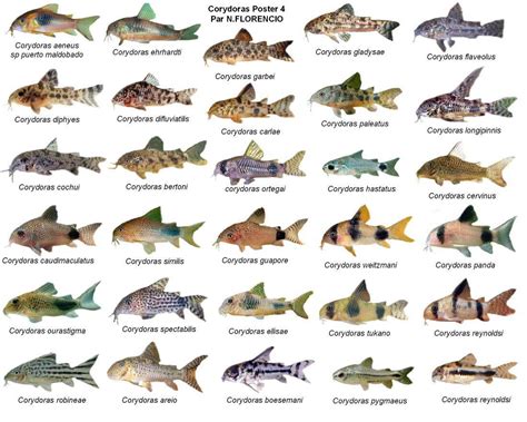 Ooh, Corydoras species chart. … | Aquarium ideas ...