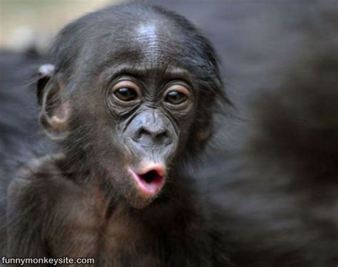 Oooooo Face   Funny Monkey Pictures