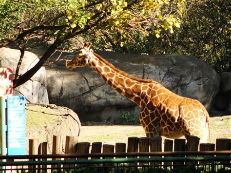 Opiniones de Chapultepec Zoo  Zoológico de Chapultepec ...