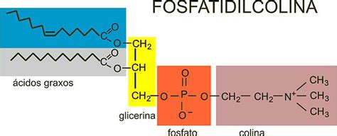 Opiniones de Fosfatidilcolina