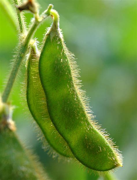 Opinions on Soybean