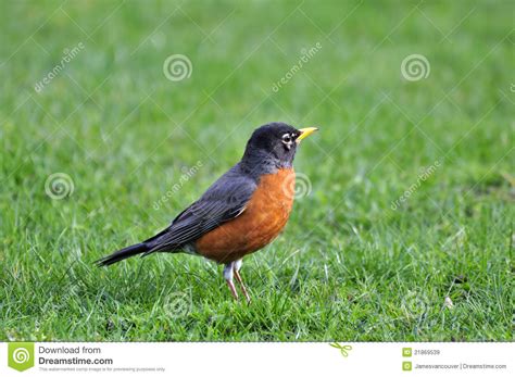Orange bellied Black Bird On The Lawn Stock Image   Image ...