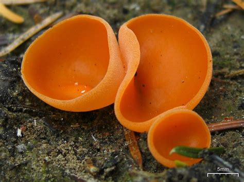 Orange Cup Fairy Fungus   Is Orange Peel Fungus Poisonous