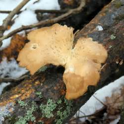 Orange Jelly Fungus | New Hampshire Garden Solutions
