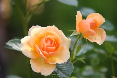 Orange Rose Flower in Bloom during Daytime · Free Stock Photo