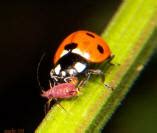 Orange Spotted Lady Beetle Brachiacantha ursina