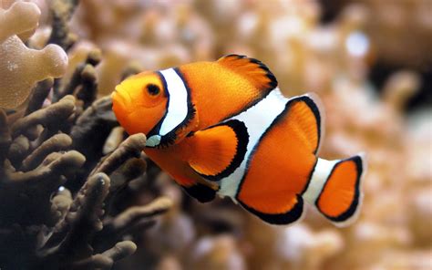 Orange tropical fish wallpaper | HD Animals Wallpapers