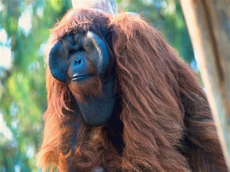 Orangutan | The Biggest Animals Kingdom