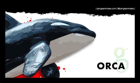 Orca: Características, carácter, qué come y hábitat | Pangea