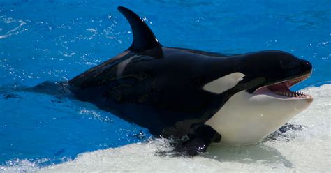 Orca Facts, History, Useful Information and Amazing Pictures