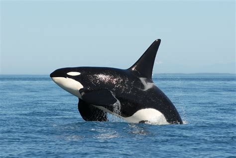 Orca Killer Whale HD wallpapers Download