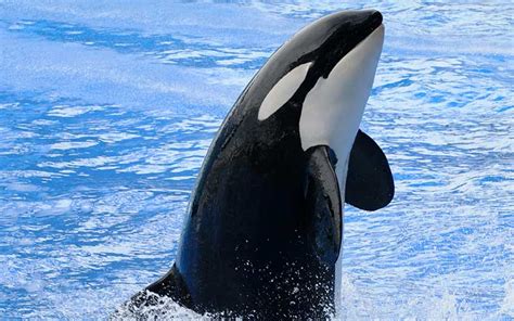 Orca  Orcinus orca  | Delfines Información y Características