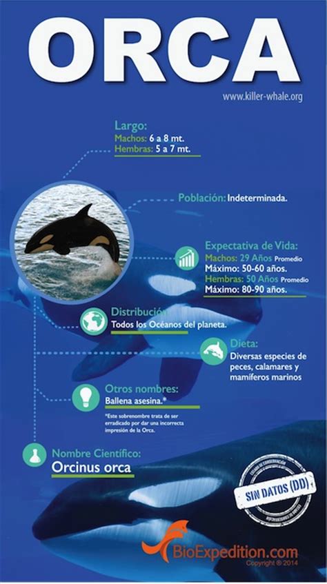 Orcas   Información y Características | Orcinus Orca