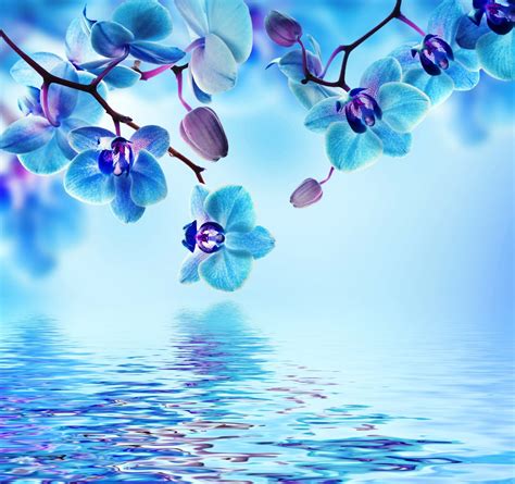 orchid blue water reflection flowers beautiful orchid ...