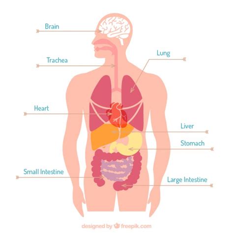 Organe Körper | Download der kostenlosen Vektor
