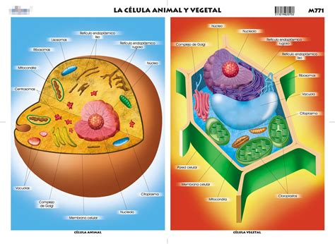 organelas de la celula: Diferencia entre la celula animal ...