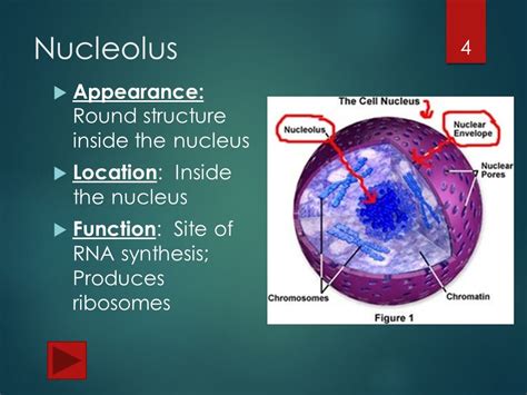Organelles Of the Cell.   ppt video online download
