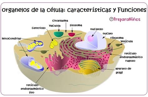 Organelos celulares: funciones y características para ...