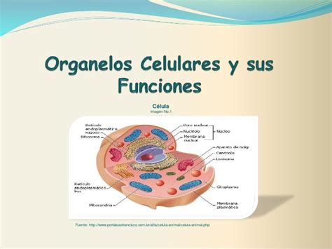 Organelos celulares y sus funciones