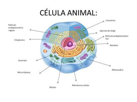 ORGANELOS DE LA CÉLULA ANIMAL Y VEGETAL | Flashcards