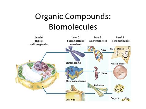Organic Compounds: Biomolecules ppt video online download