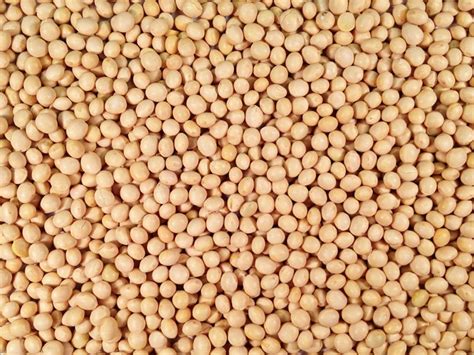 Organic Soybeans | Grain Place Foods