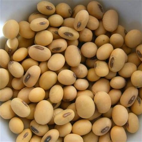 Organic Soybeans Promotion Shop for Promotional Organic ...
