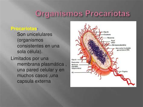 Organismos procariotas